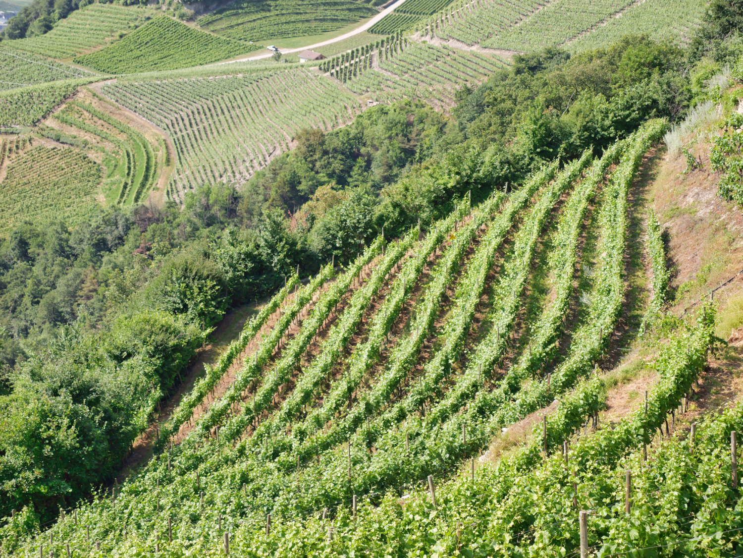 Rebberg der Domaine de Ravoire oberhalb von Leytron – ein Ort mit über 200 Jahren Weinbaugeschichte"